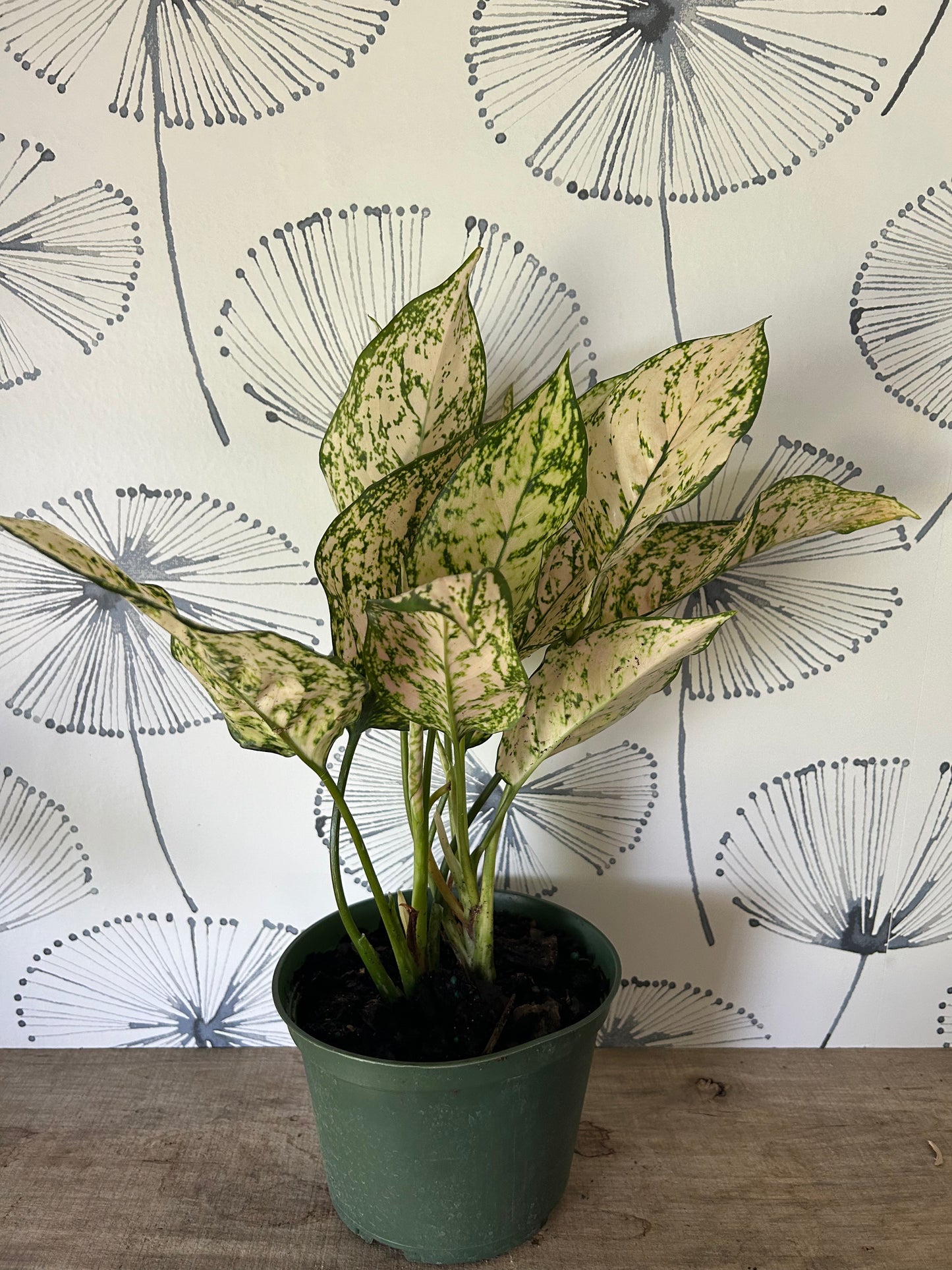 Aglaonema Etta Rose 6"