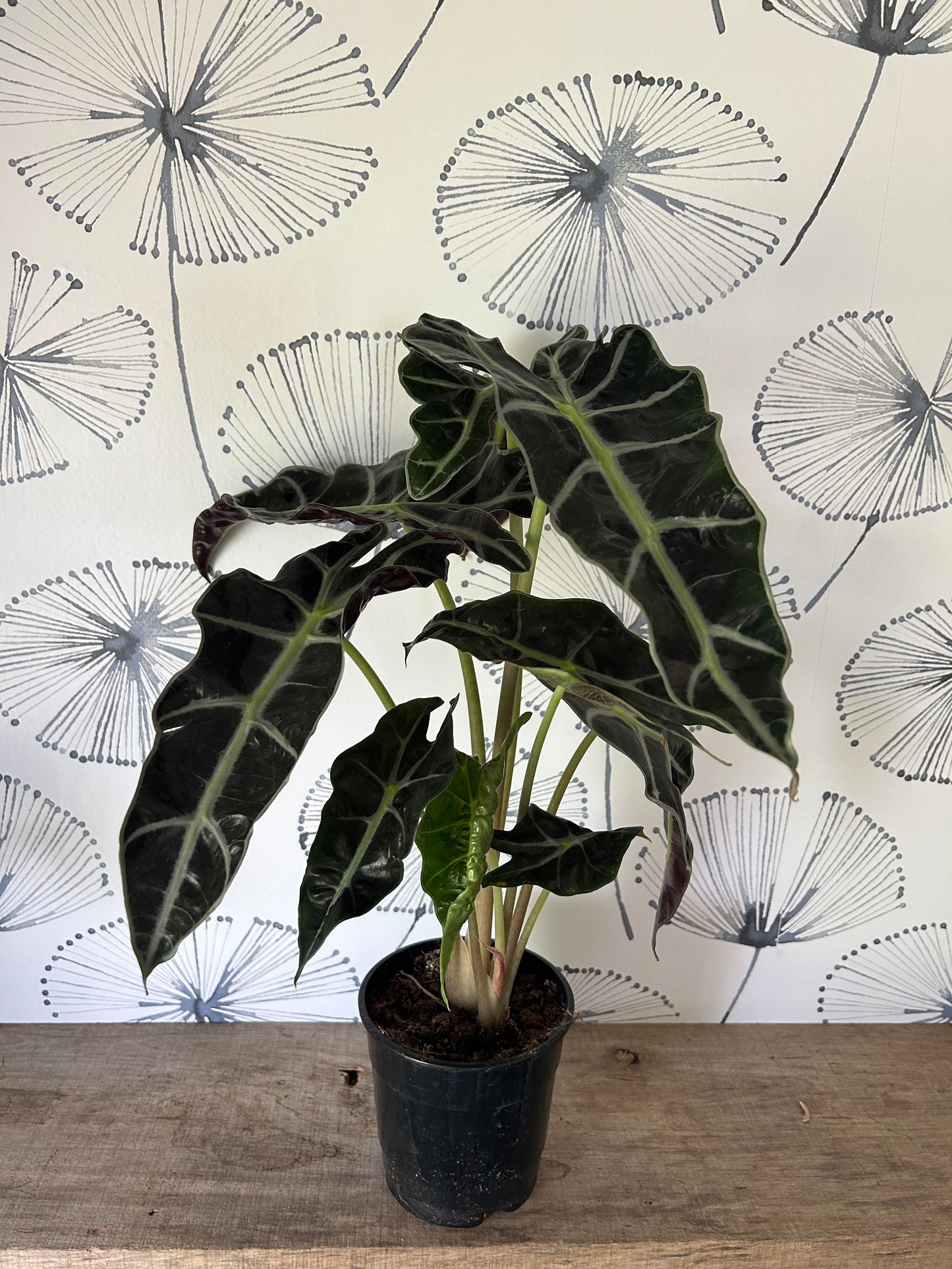 Alocasia Polly