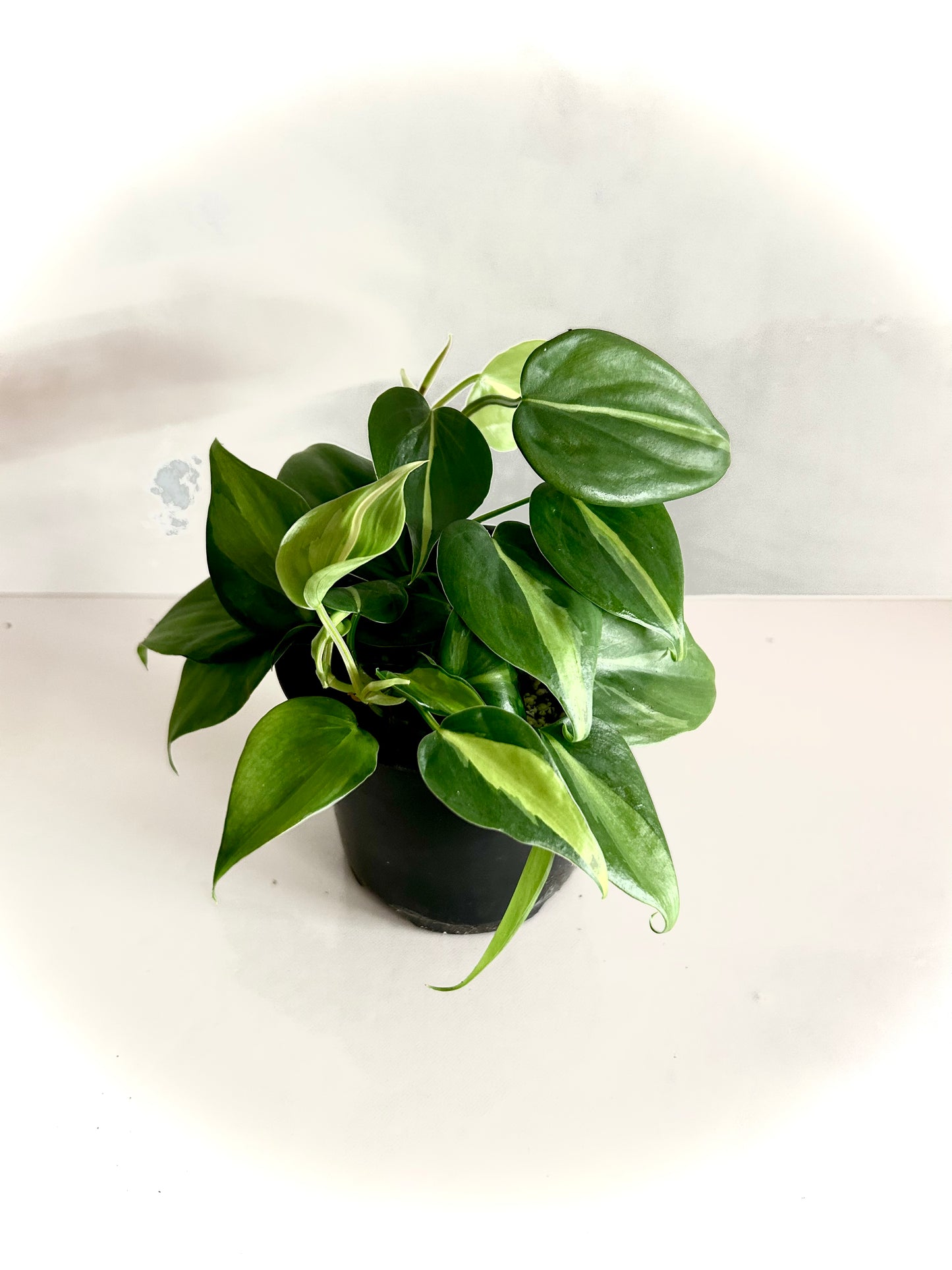 Philodendron Brazil 4"