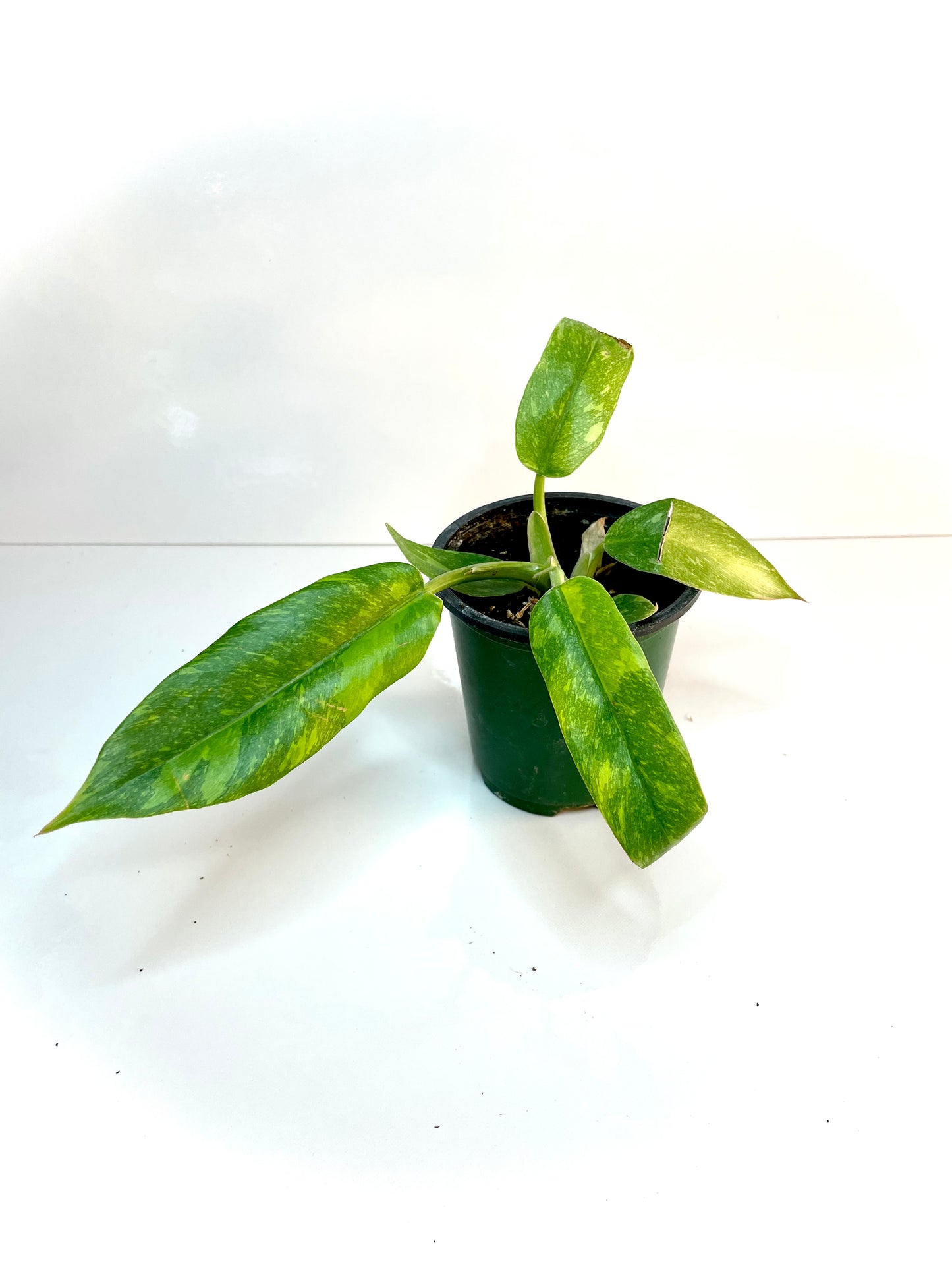 Philodendron Ring of Fire