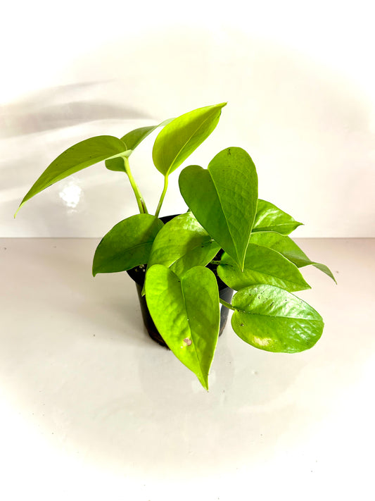 Neon Pothos 4"