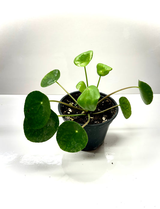 Pilea peperomioïde 4"