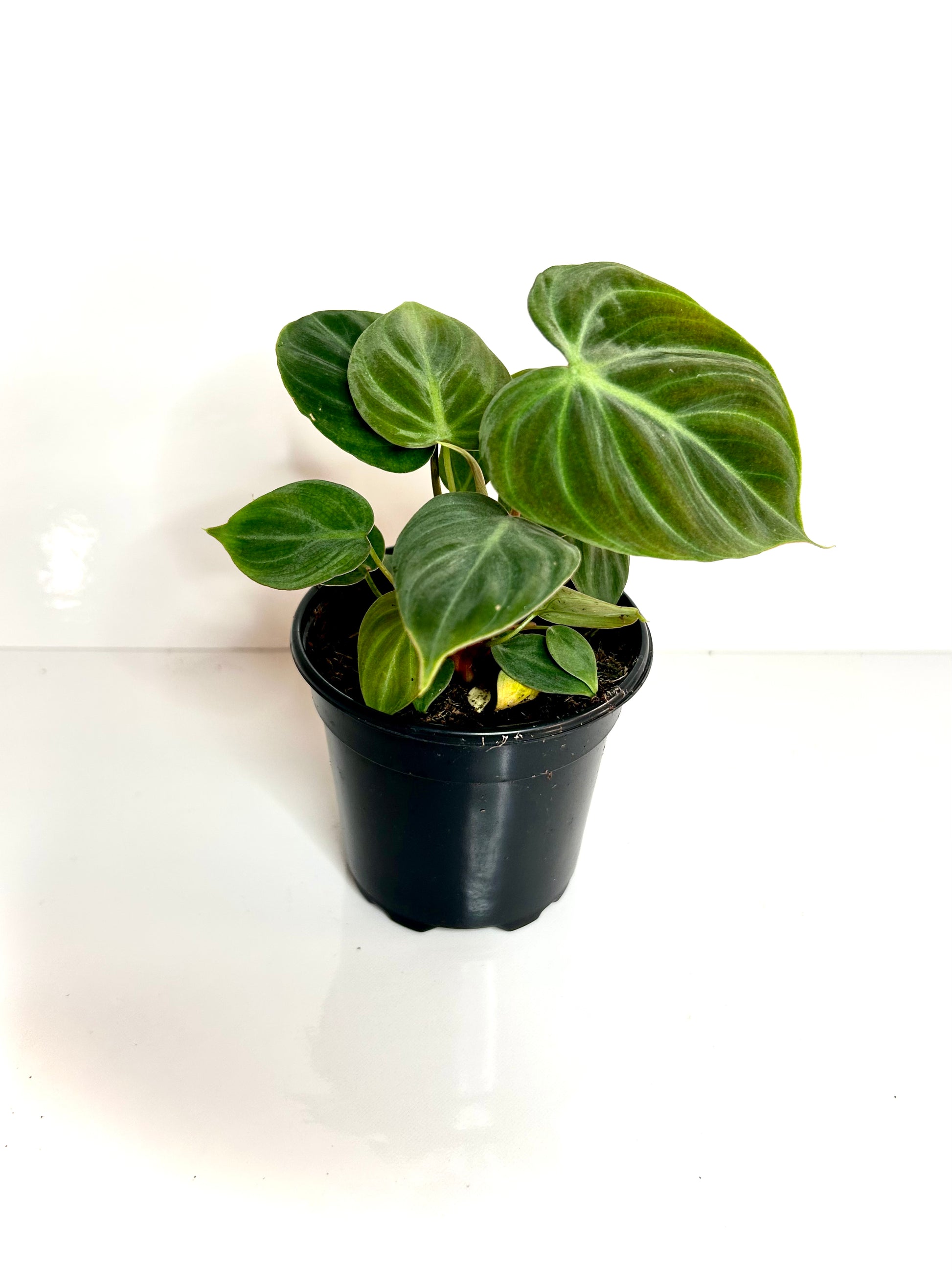 philodendron el choco red Philodendron “El Choco Red” 4" – Pousse-Pousses