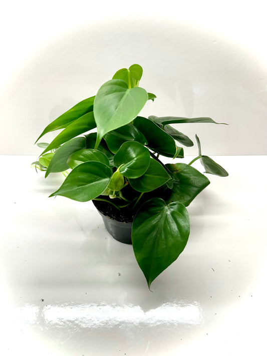 Philodendron « heart leaf »