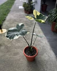 “Alocasia” Mickey Bicolore 6"