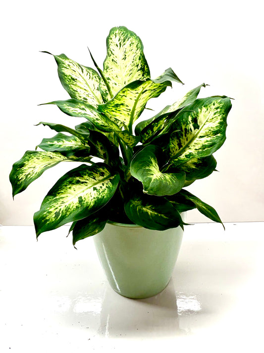 Dieffenbachia Perfecta Compacta 6"