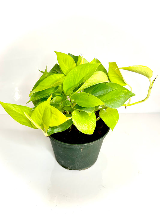 Neon Pothos 6"