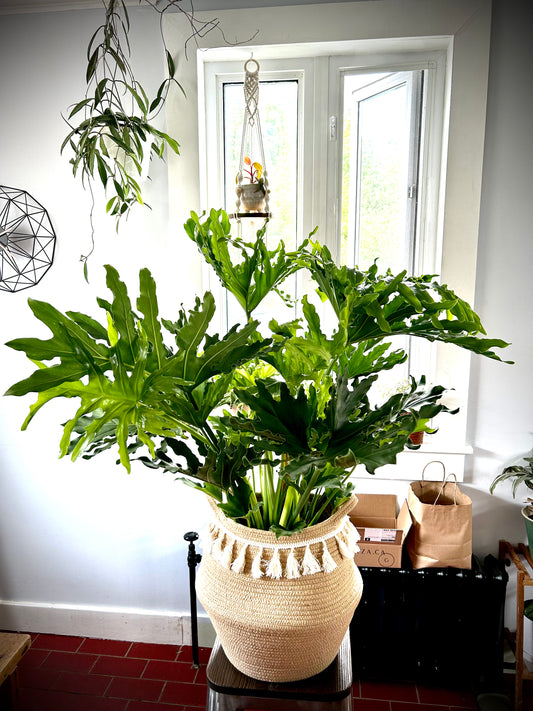 Philodendron Selloum 10"