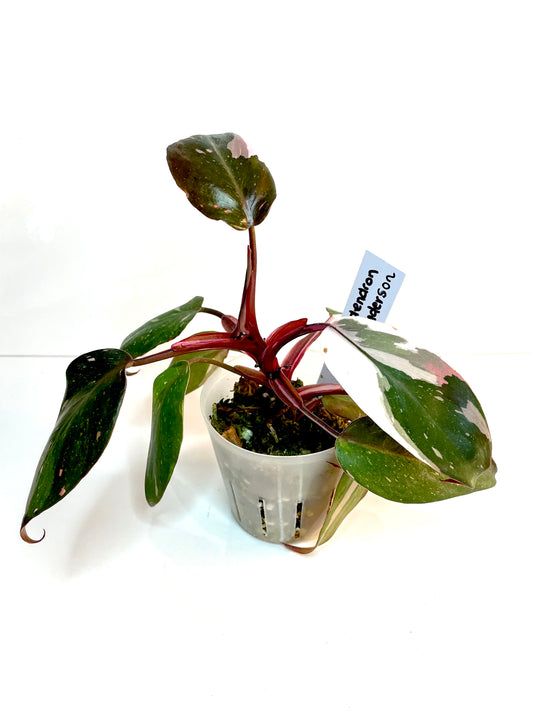 Philodendron Red Anderson