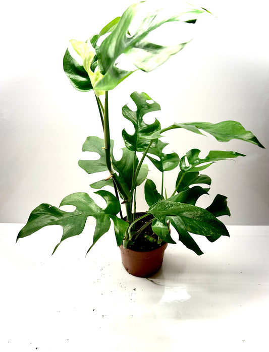 Rhaphidophora Tetrasperma « mini-monstera » 5"