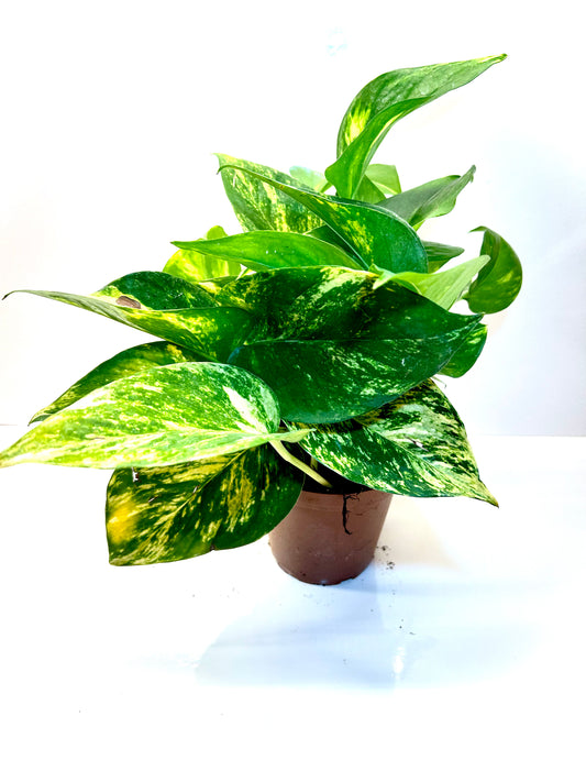 Pothos golden