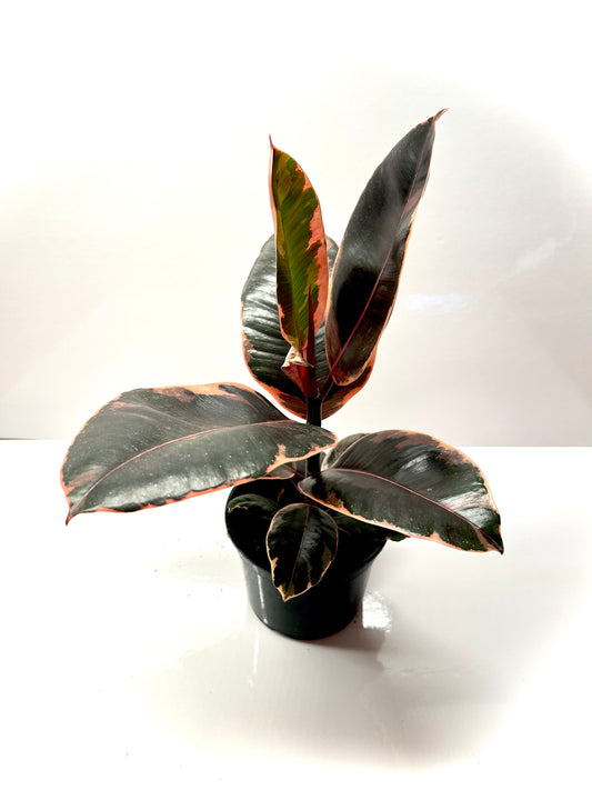 Ficus Elastica « Ruby » 5"