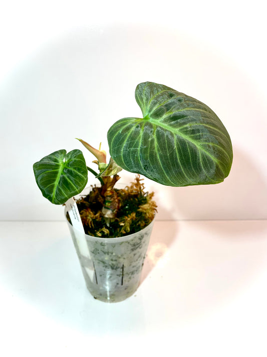 Philodendron Rubrijuvenile (El Choco)