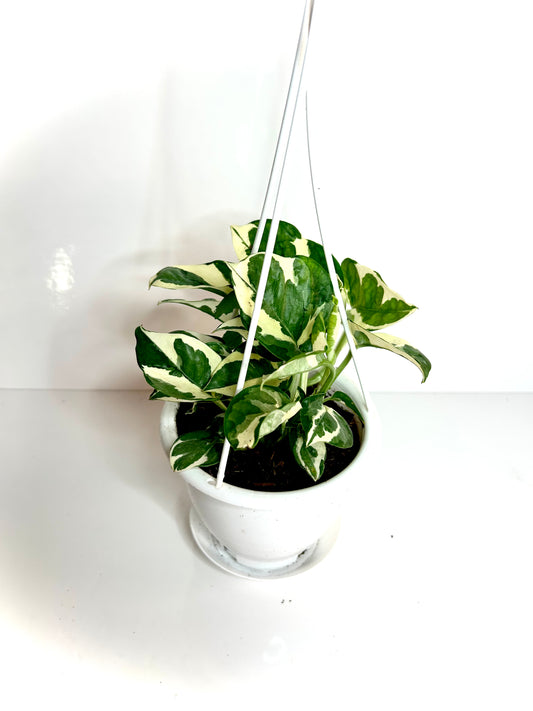 Pothos Pearl & Jade 4 1/2 Hanging Basket