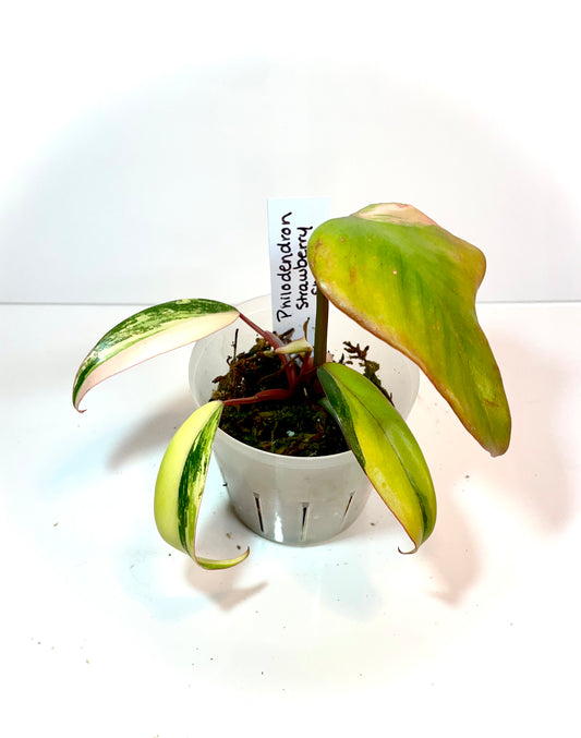 Philodendron “Strawberry shake”