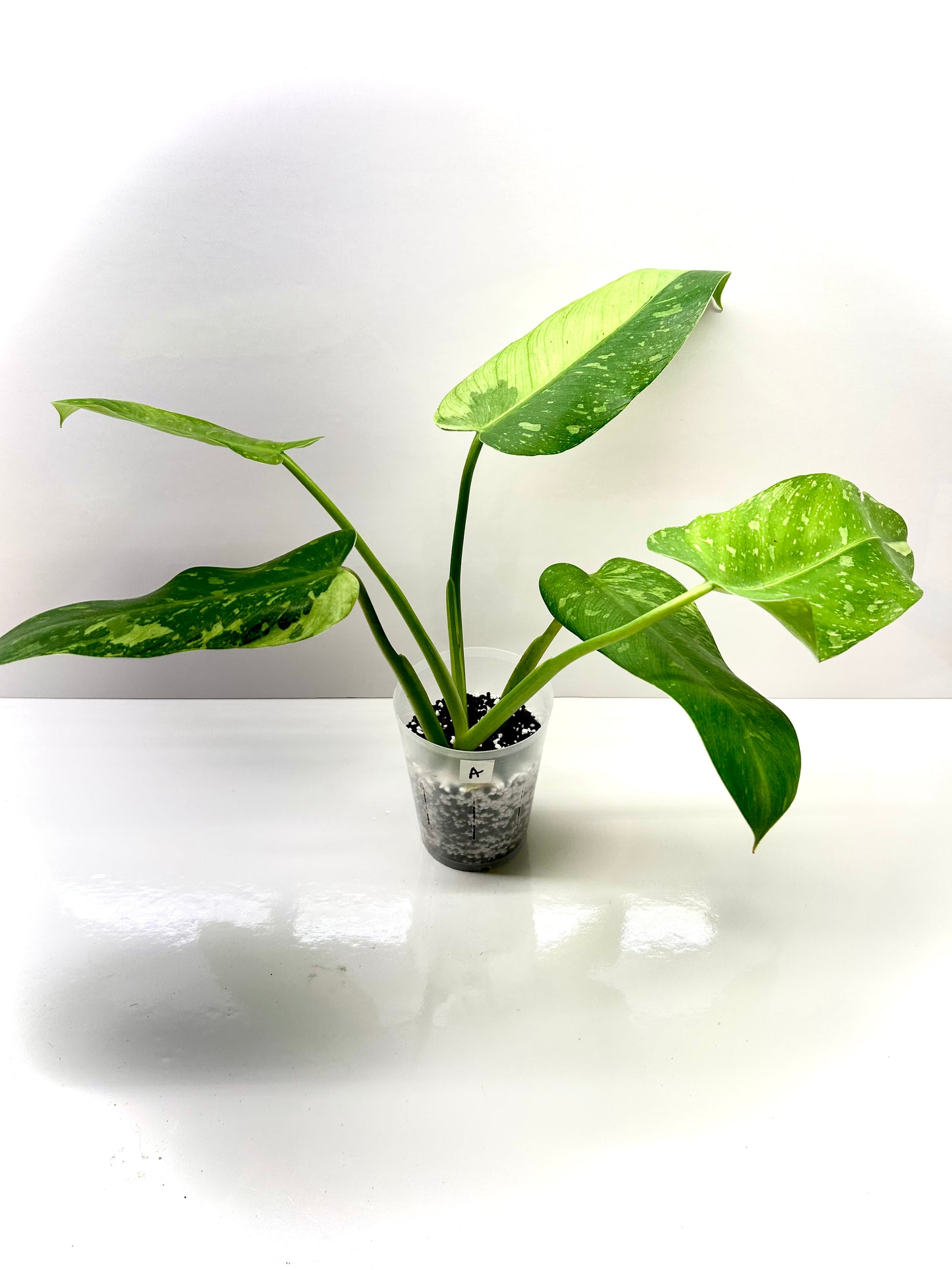 Philodendron Jose Bueno