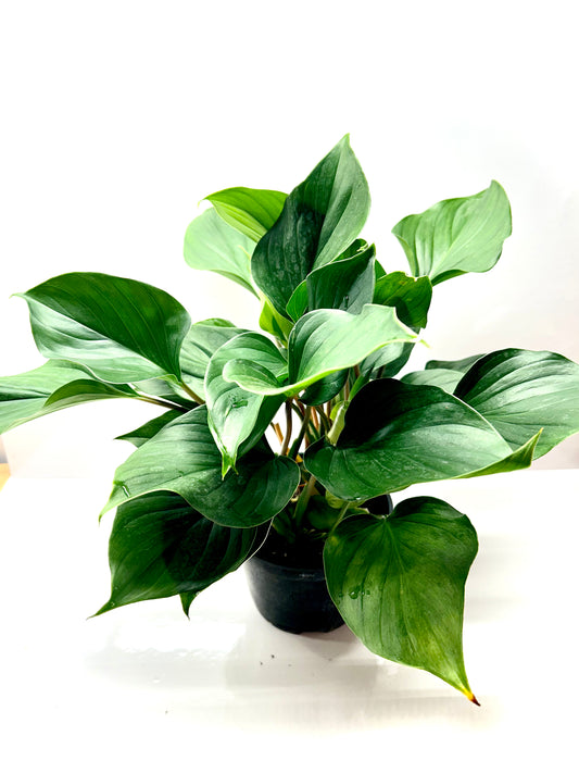 Homalomena « emerald gem » 6"