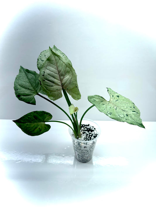 Syngonium Green Spot - Grey Ghost