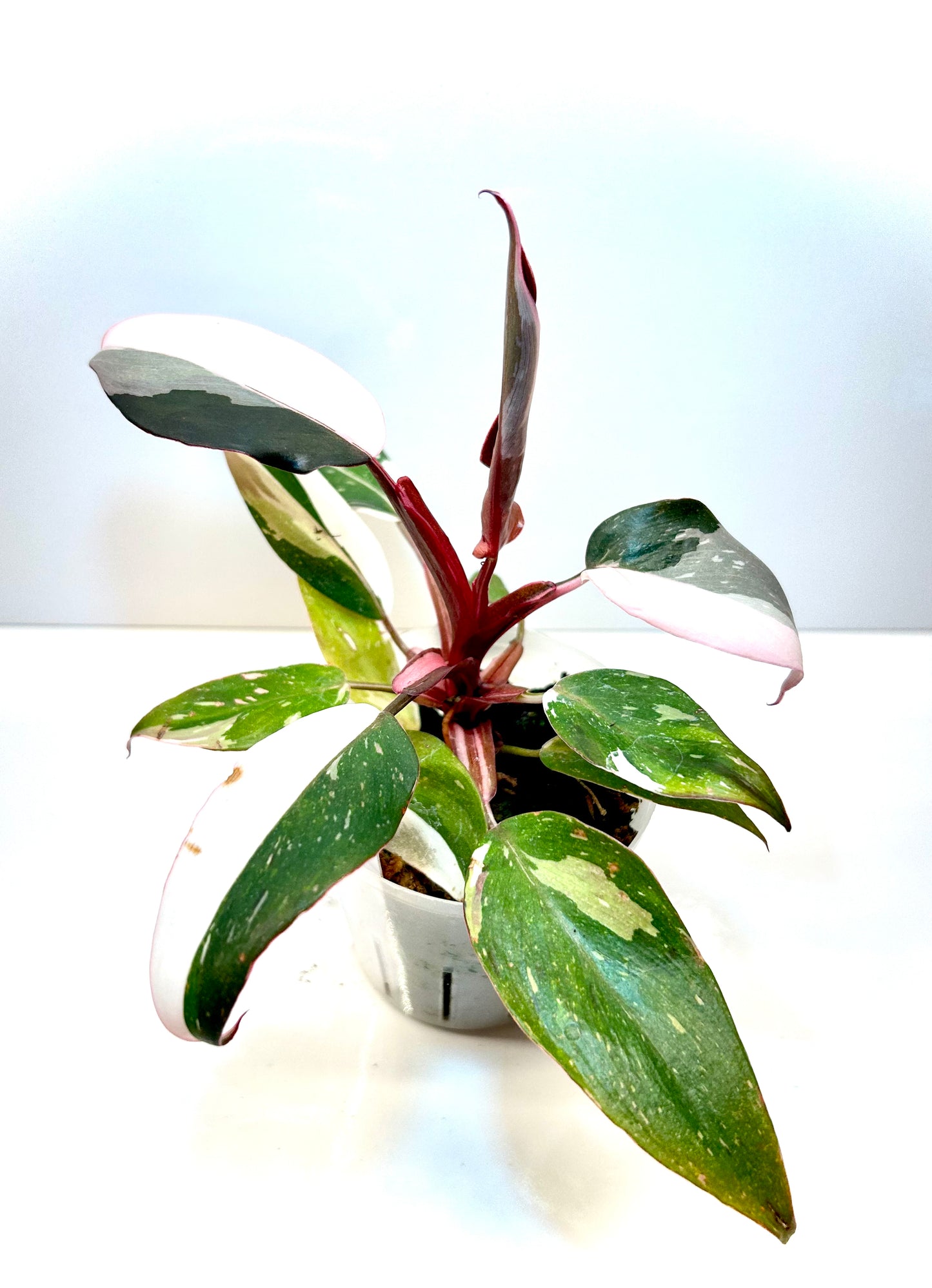 Philodendron Red Anderson