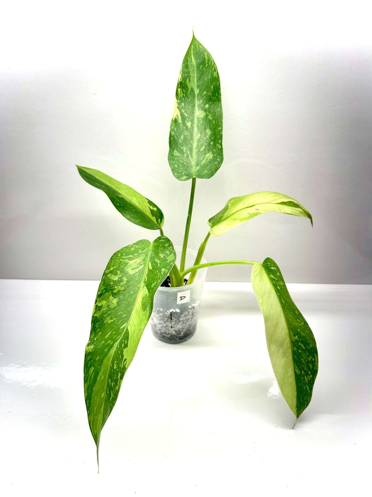 Philodendron Jose Bueno