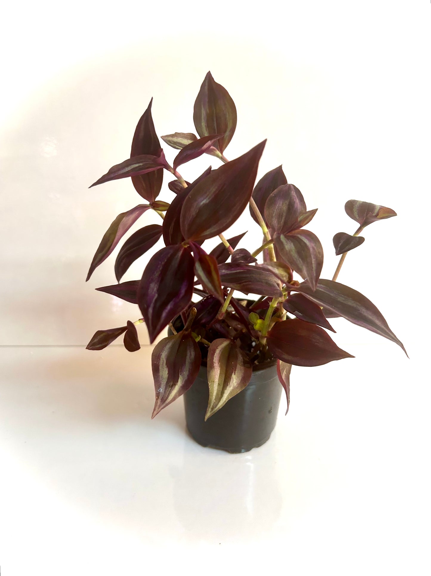 Tradescantia «Deep Purple » 4"