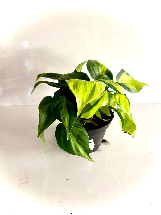 Philodendron Brazil 5"