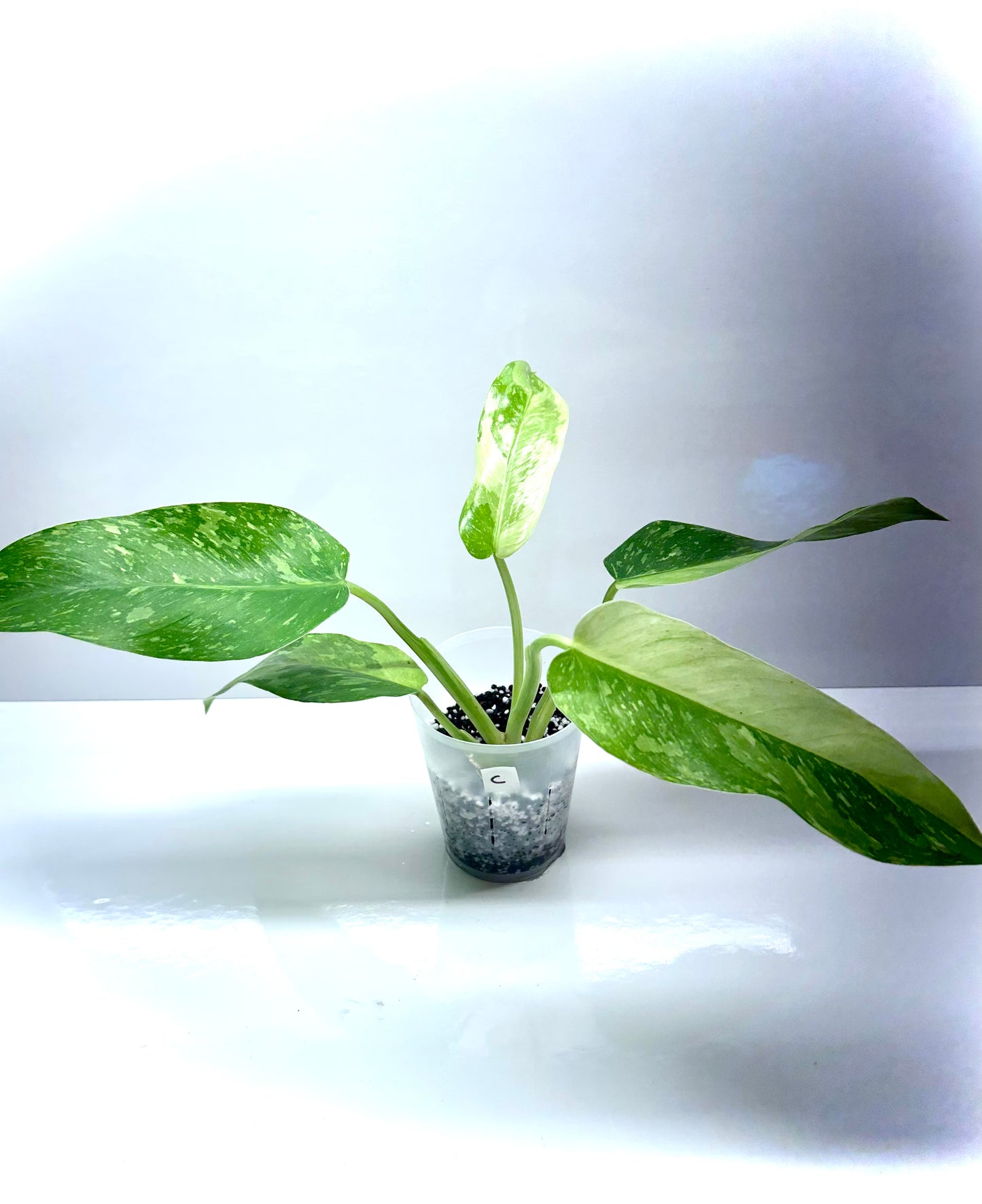 Philodendron Jose Bueno