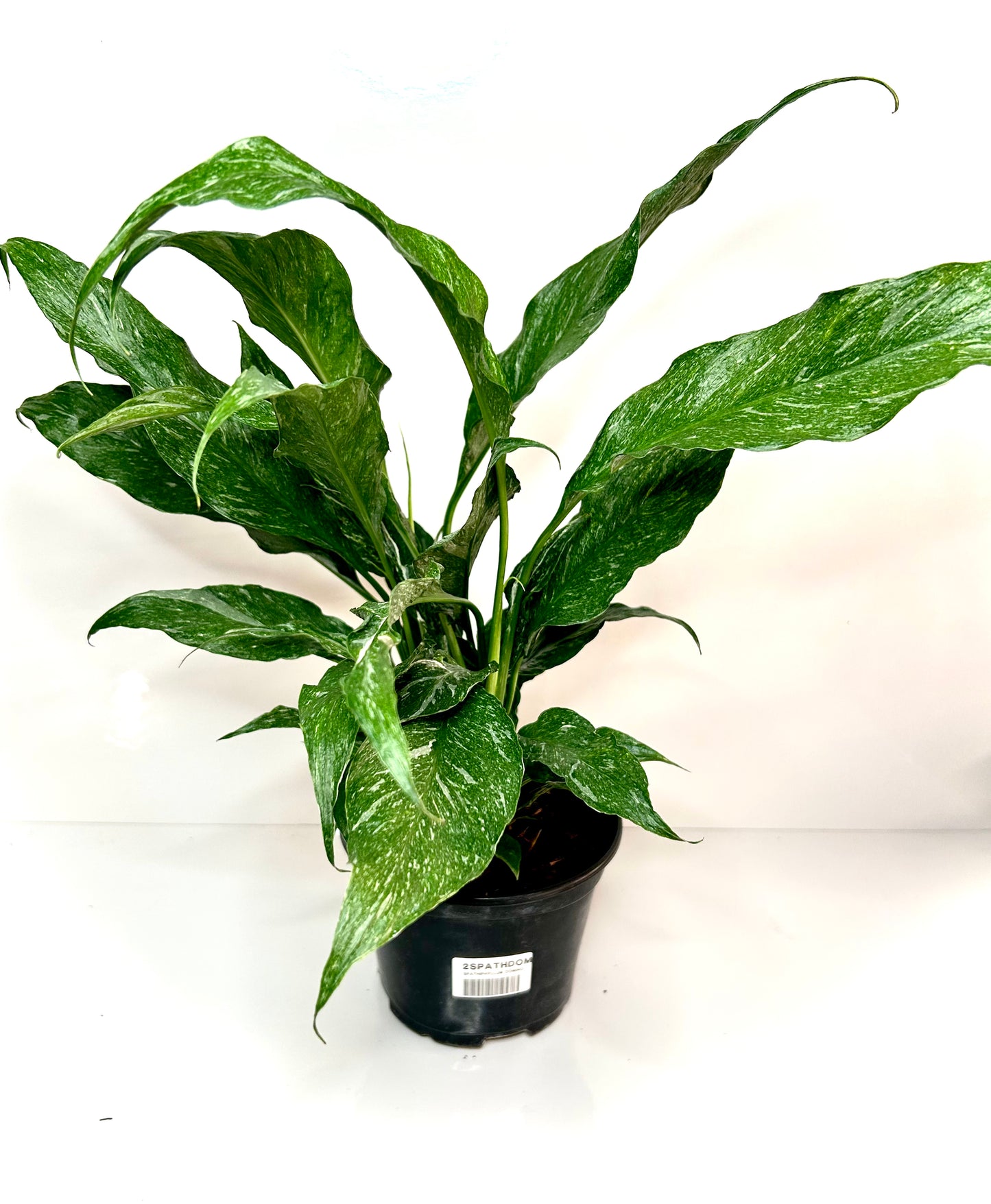 Spathiphyllum Domino 6"