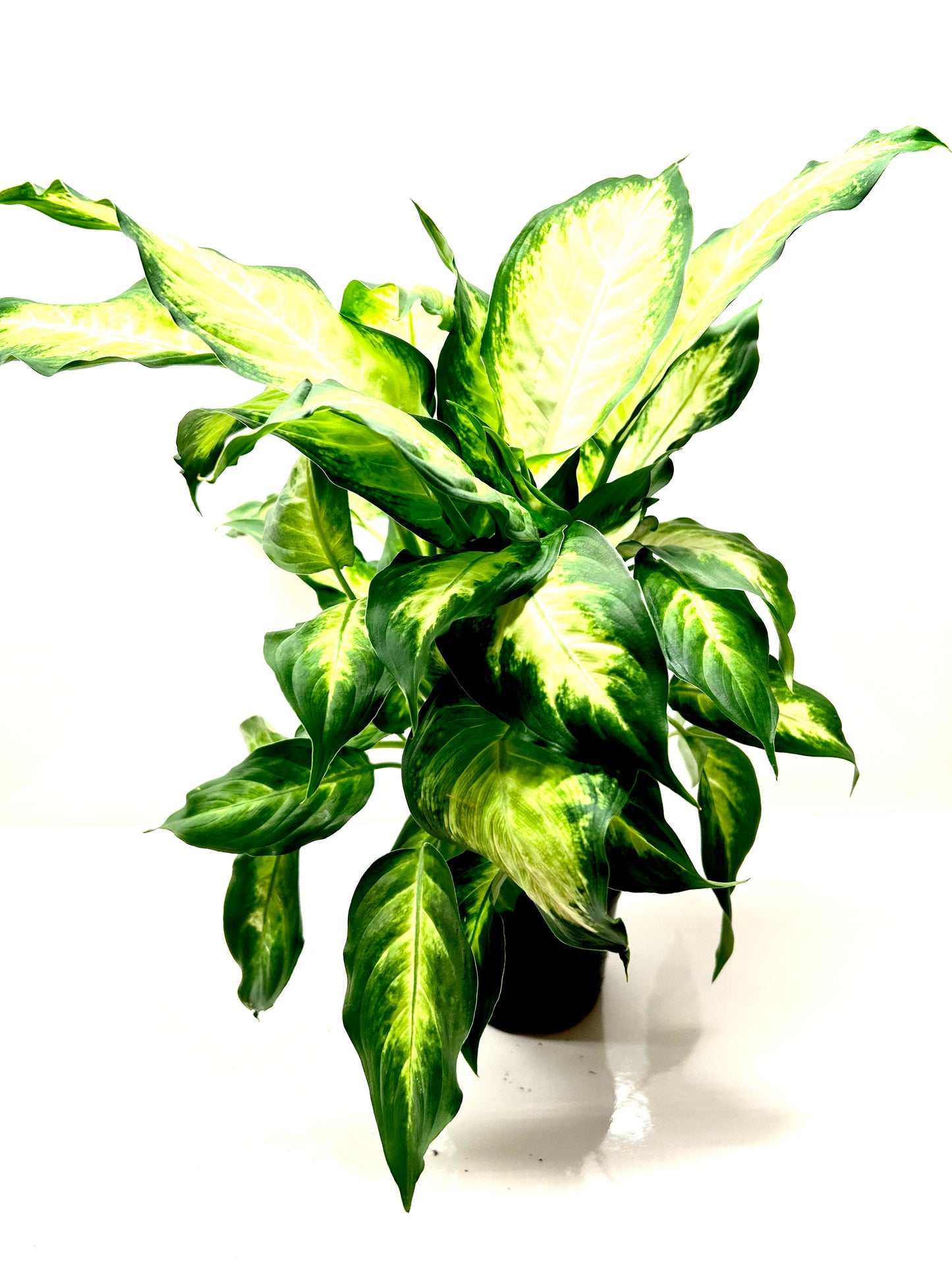 Dieffenbachia Camille