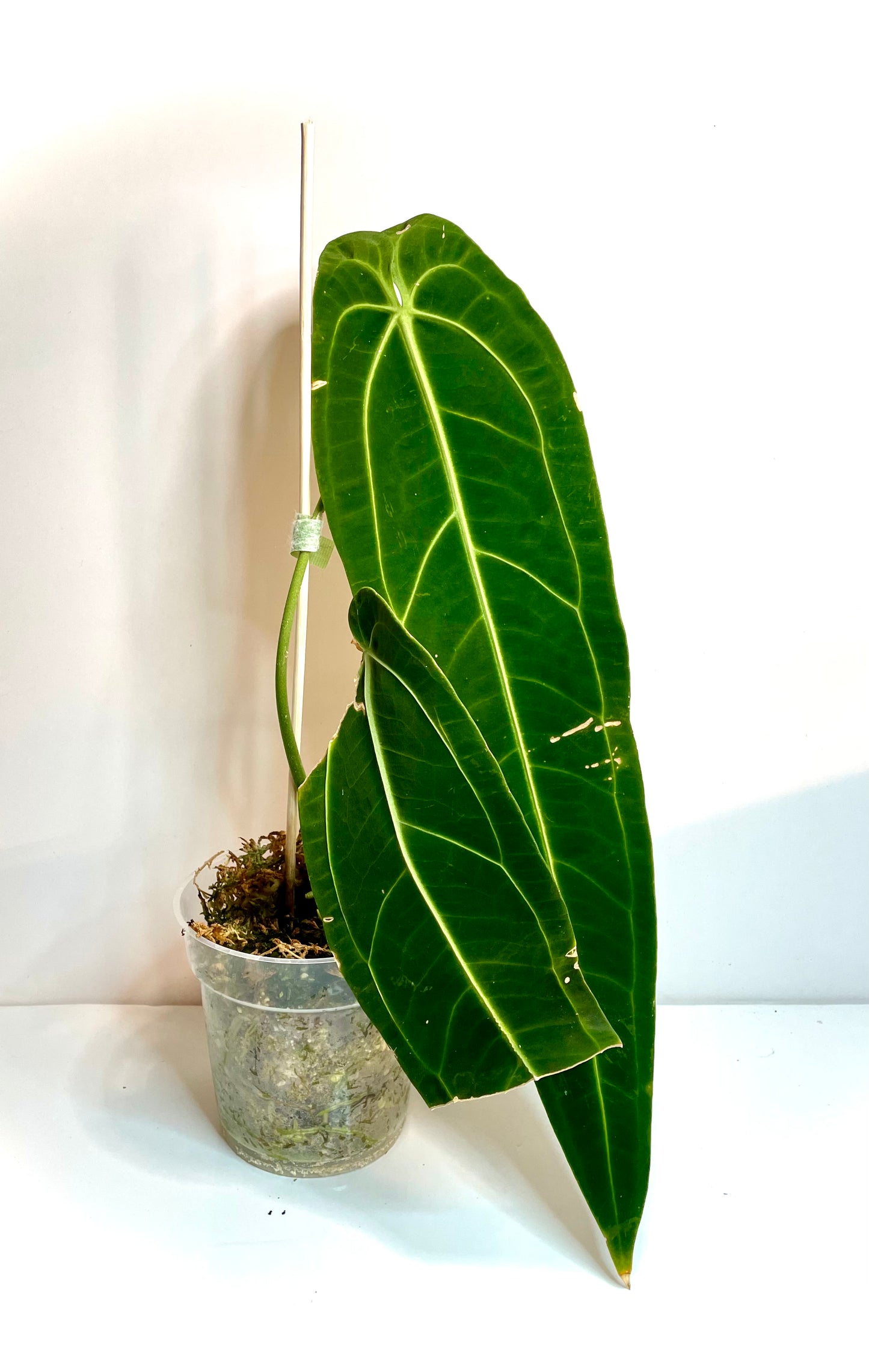 Anthurium Warocqueanum