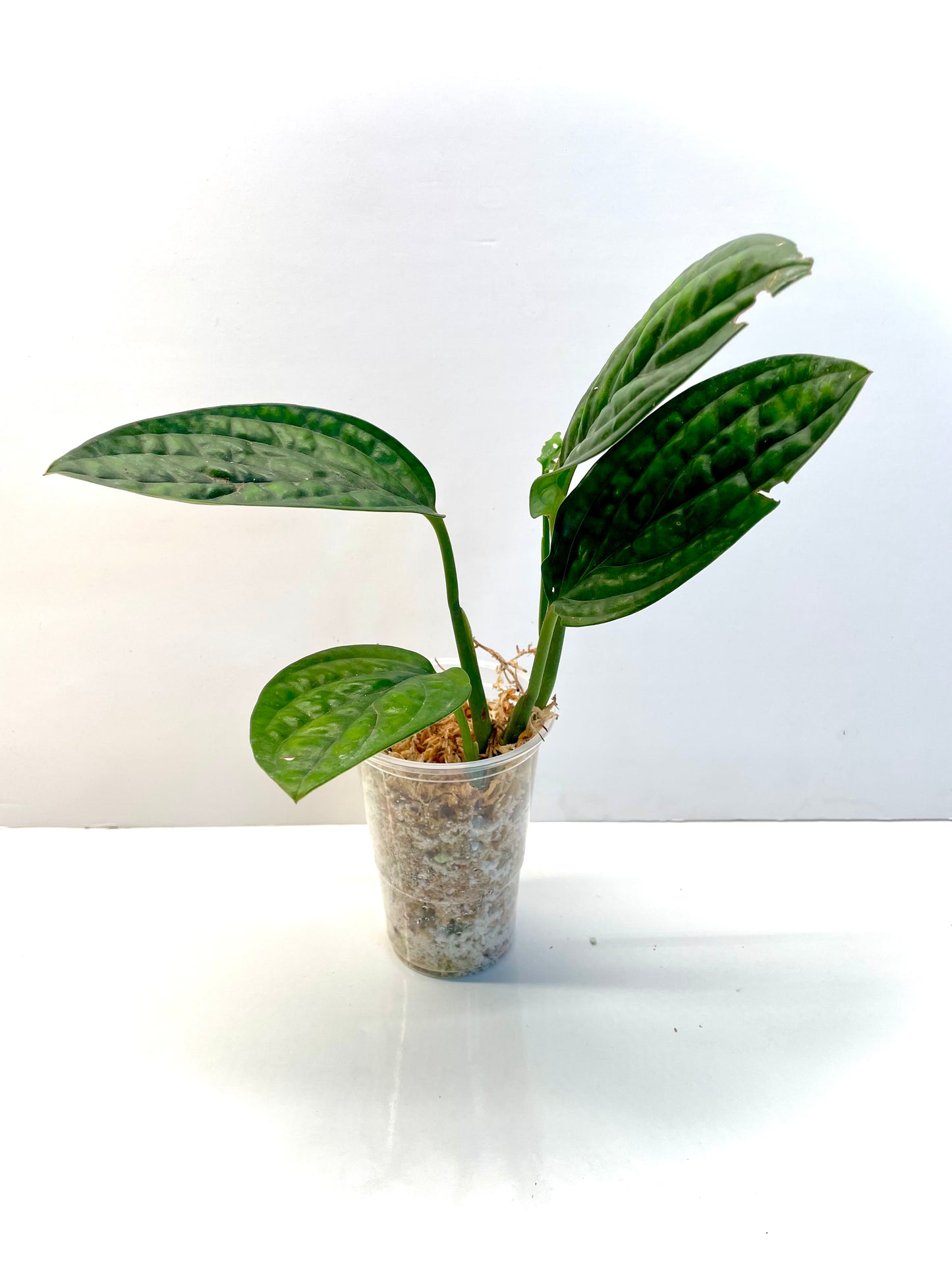 Monstera Peru (imported)