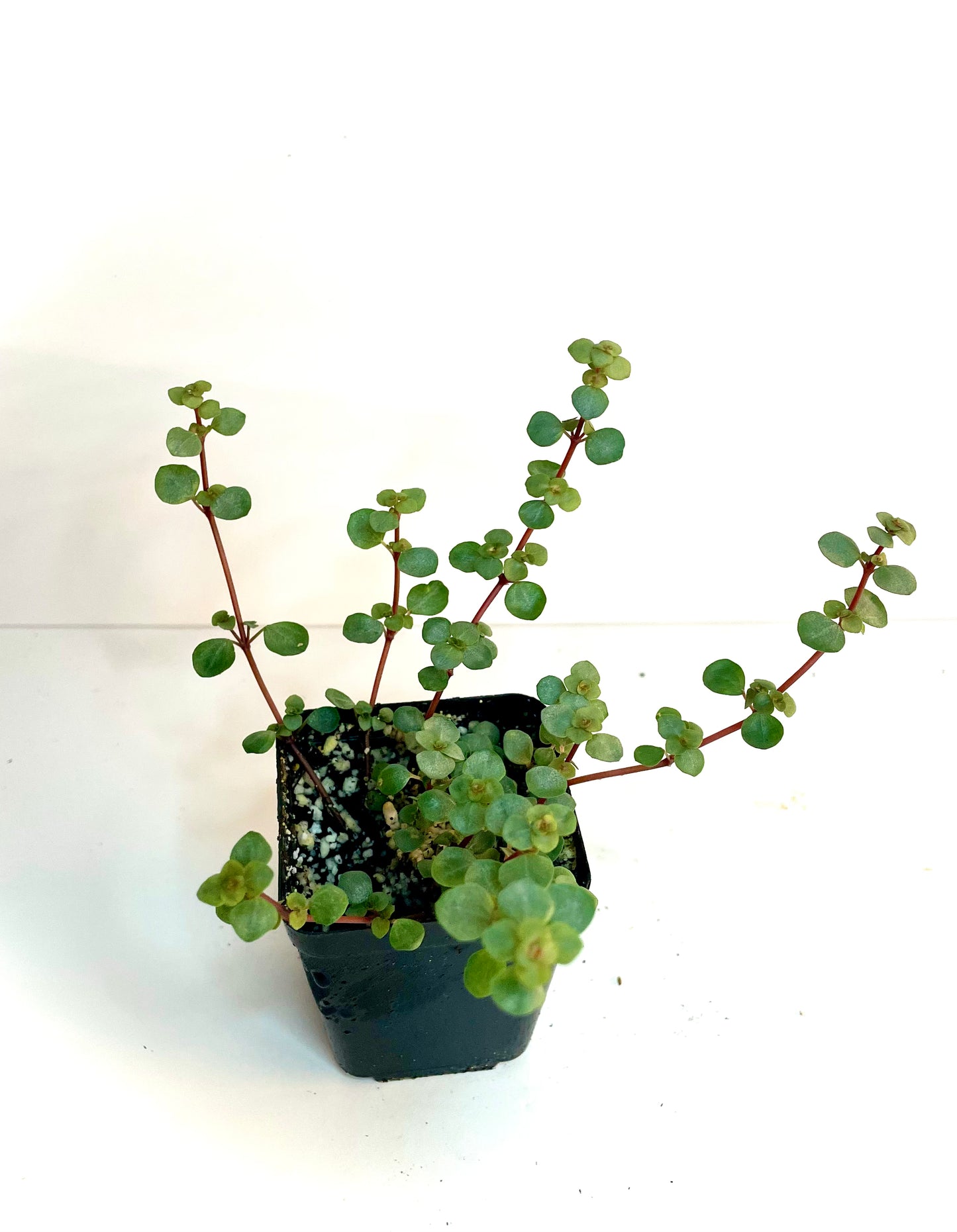 Pilea aquamarine